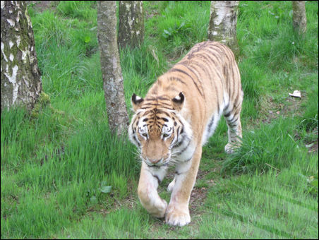 Tiger at Highland Wildlife Park, Cairngorms Scotland