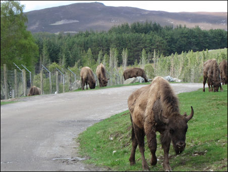 Highland Wildlife Park, Cairngorms Scotland