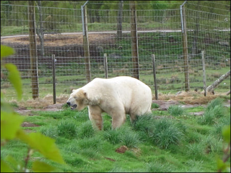 Polar bear at Highland Wildlife Park, Cairngorms Scotland