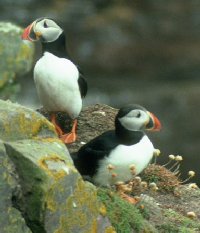 Photo of puffins